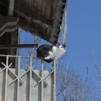 мартовский кот :: Вадим Виловатый