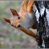 МОДЕЛЬ ВЫЗЫВАЛИ ??????????????? :: ЛЮБОВЬ ВОЛГИНА