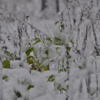 Первый снег 2 :: Роман Ащеулов 