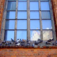 Голуби на окне Собора Св. Петра :: Екатерина Т.