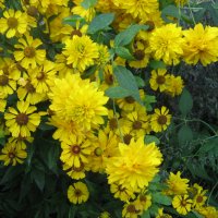 Жёлтые цветы :: Светлана 