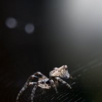 spider :: Левон Погосов