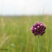 Один в поле :: Ольга Сельницына