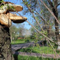 гриб на дереве :: Freol Freol
