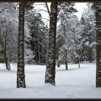 Зимний лес :: Jossif Braschinsky