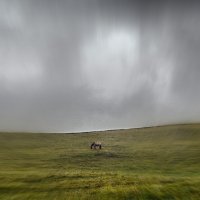 Одинокая лошадь перед грозой :: Ирина Иванова 