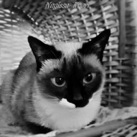 Кошка :: Nagissa Kaori