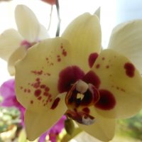 Орхидея :: Полина Комарова