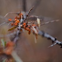 Скоро осень... :: Валерий Савин(Медонос:)