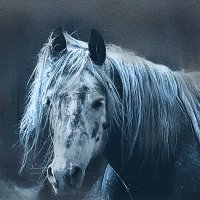 Лошадь :: Оксана Тамошенко