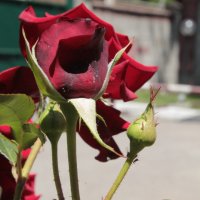 роза :: Багдат Сайнанов