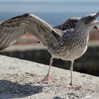 Кукурузник :: Валерий Нечистяк