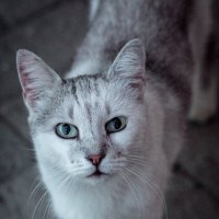 уличная кошка :: Iulia Efremova