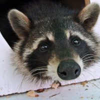 "После вкусного обеда..." :: Любовь С.