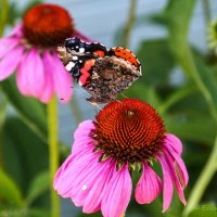 Из жизни бабочек :: Елена Митряйкина