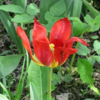 Красный тюльпан :: Дмитрий Никитин