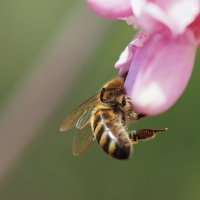 Любопытная пчела :: wea *