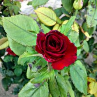 Красная роза :: Татьяна Королёва