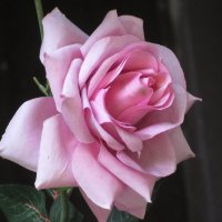 Розы... розы... :: Вячеслав Медведев