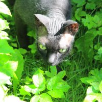 8 августа - Всемирный день кошек! :: Наталья Герасимова
