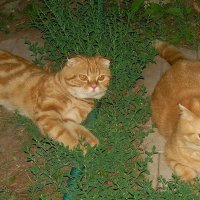 Кошка Муська и ее сын Мурзик поздравляют всех с международным днем кошек! :: татьяна 