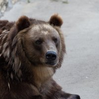 Бурый медведь :: Сергей Францев