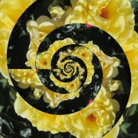 Фантазия на тему жёлтых роз :: Нина Бутко