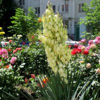 Цветники в ростовском дворе :: Нина Бутко