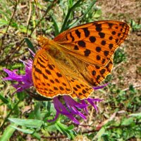 Argynnis paphia. :: vodonos241 