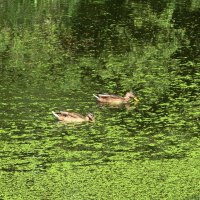 Утки на цветущем озере :: Маргарита Батырева