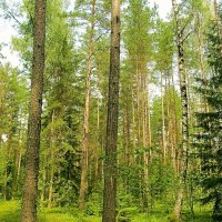 Лес в Лужках :: Виталий Андрейчук