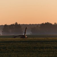 "Динозавр" встречает восход солнца. :: Владимир Безбородов