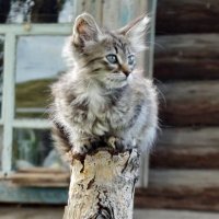 Коты на столбике 2 :: Светлана Рябова-Шатунова