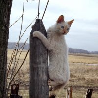 Коты на столбике 1 :: Светлана Рябова-Шатунова
