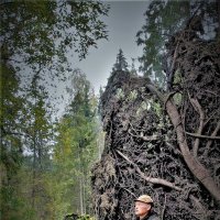 Селфи в Петраковском лесу :: Валерий Талашов