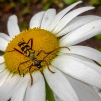 Любитель по фотографироваться :: Николай Сапегин