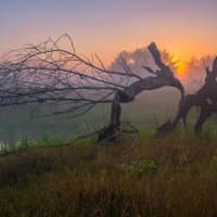 Поединок на рассвете :: Сергей Корнев