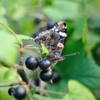 Butterfly :: Андрей Вестмит