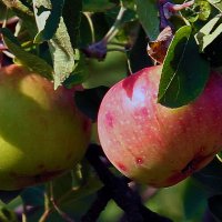Поздравление к яблочному Спасу! :: barsuk lesnoi