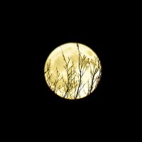 Композиция с луной. :: Alex Lyashkevich