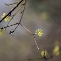 Cornus mas :: august 32