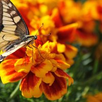 Бабочка на цветке :: Александр Щеклеин