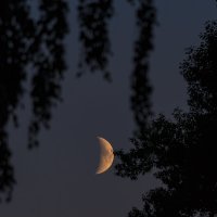 Лунная ночь :: Наталья Кузнецова