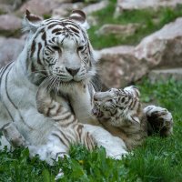 Бенгальские тигры :: Владимир Габов