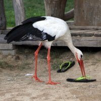 Аист на пляже :: Аркадий Басович