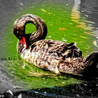 Лебедь на пруду :: Нина Бутко