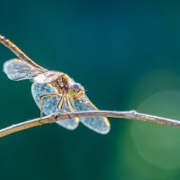 Dragonfly :: Иван Рыжков
