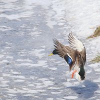 Прилетел :: Евгений Пермяков