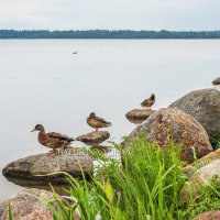 Утки на озере :: Юлия Батурина