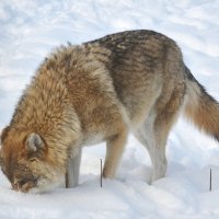 Ищет волк под снегом мышь ... :: Татьяна Каневская